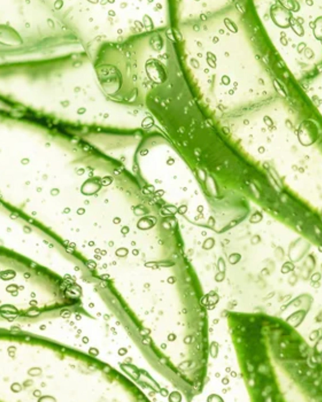 Aloe Vera image